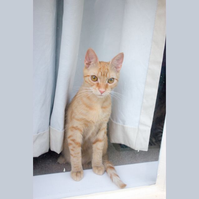 Photo of Capi $80 To Adopt!