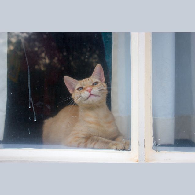 Photo of Capi $80 To Adopt!