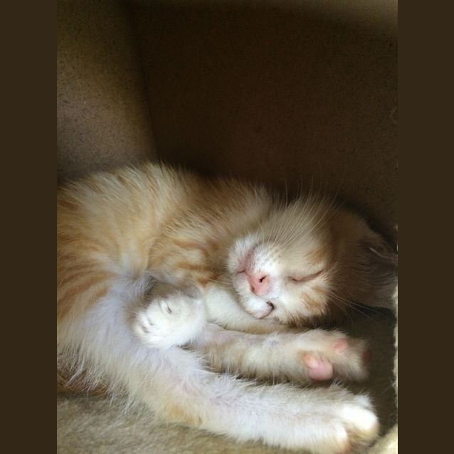 Photo of Simba 