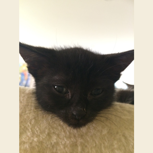 Photo of Jester