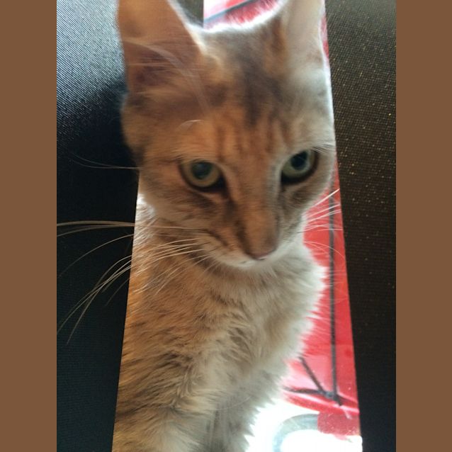 Photo of Billie (The Pet House, Erina 4365 5040)