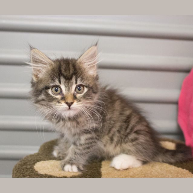 Photo of Tuppence