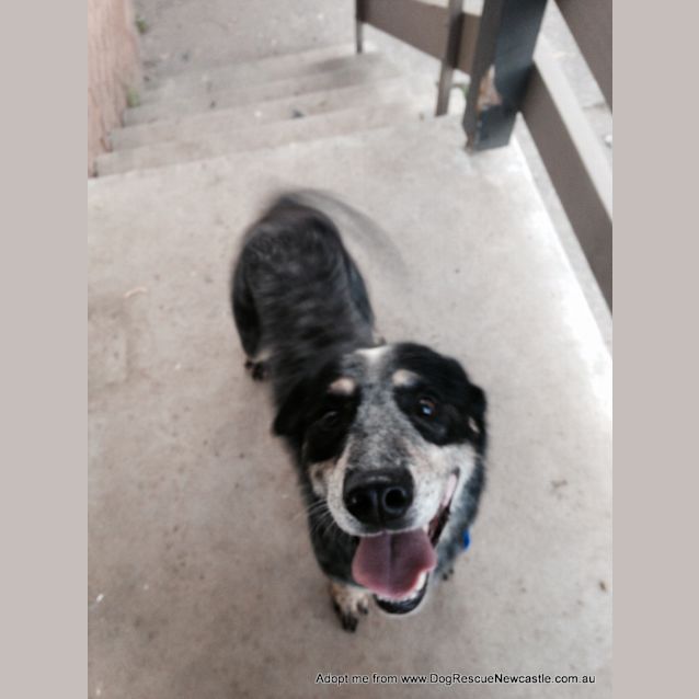 Photo of Buddy (On Trial 24/1/15) ~ Smiling Blue Cattle Dog