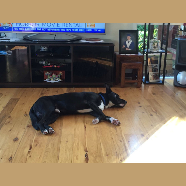 Photo of Jake ** The Great And Best Dog Ever ** 
