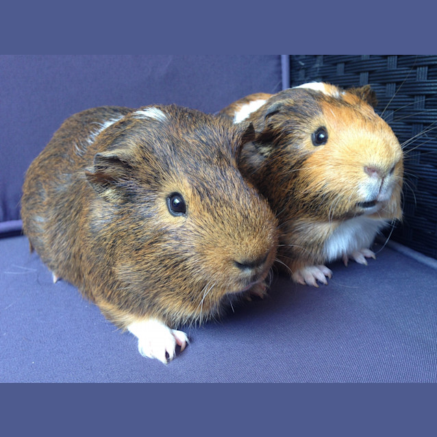 Photo of Dizzy And Ping Pong