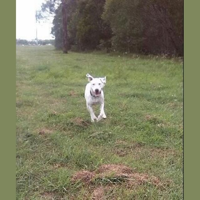 Photo of Chopper