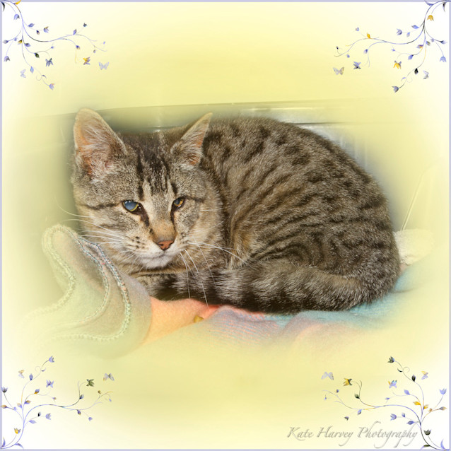Photo of Mouse