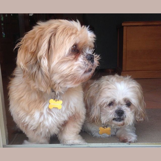 Photo of Loki (803) & Lottie (804)