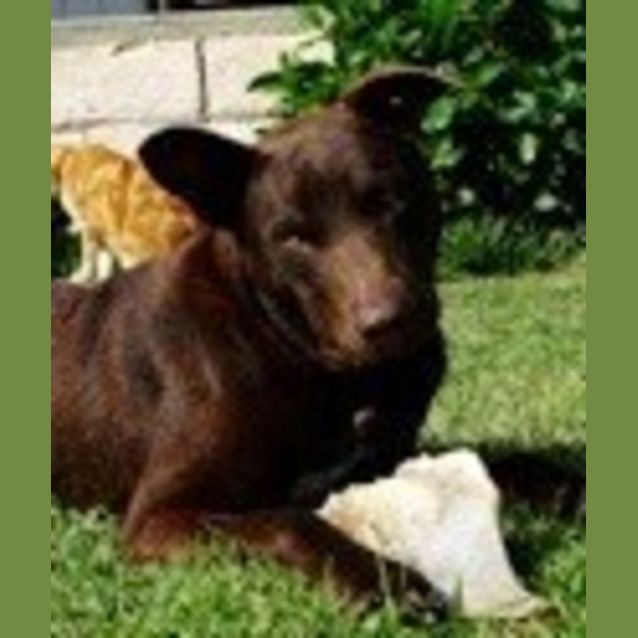 Photo of Cheeko Ed0007