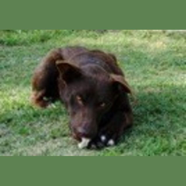 Photo of Cheeko Ed0007