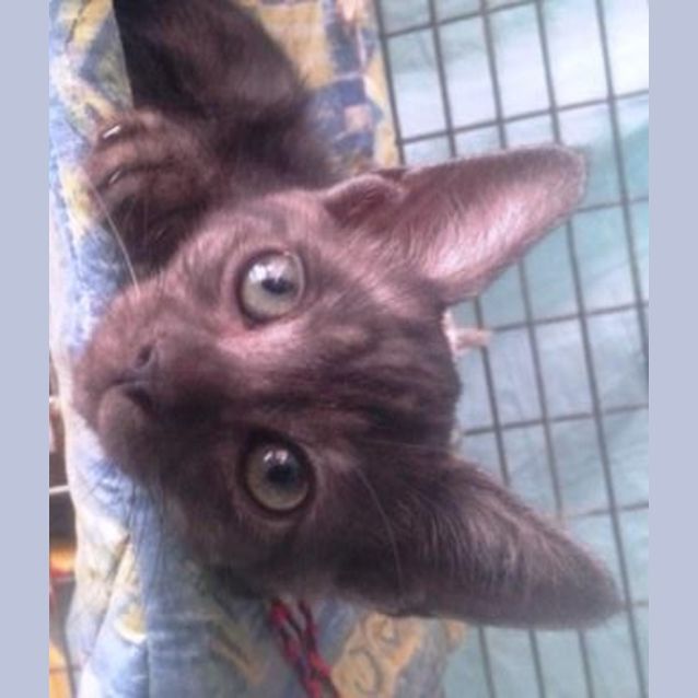 Photo of Sugar