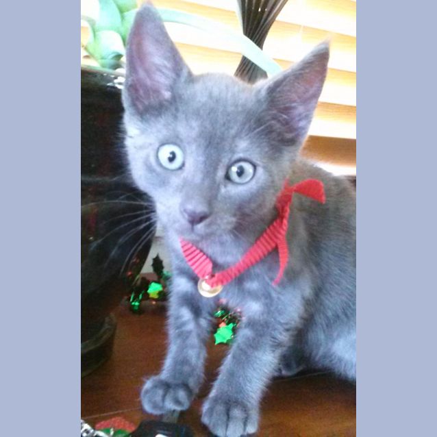 Photo of Reggie