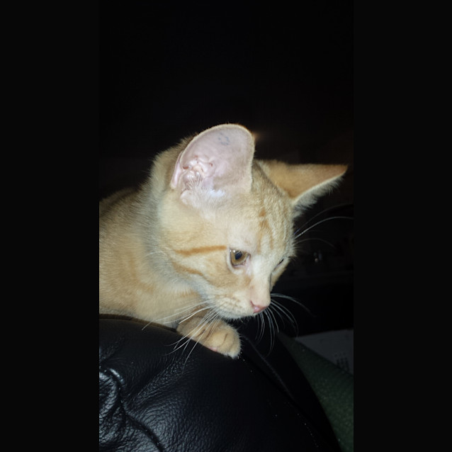 Photo of Jasper