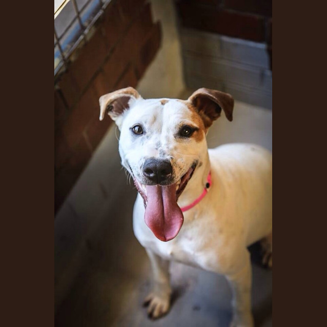 Photo of Bindi ** A Social Butterfly ** 