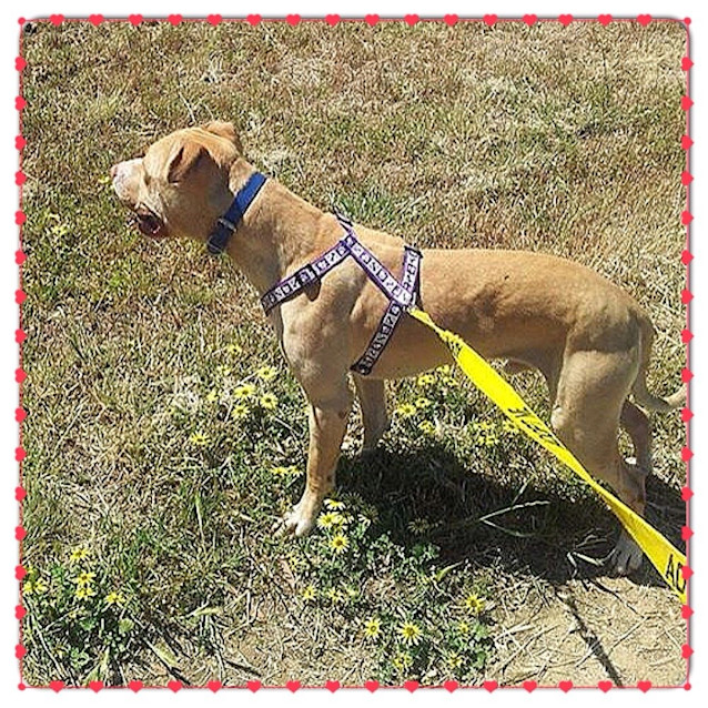 Photo of Jax ** A Sweet Well Mannered Boy **