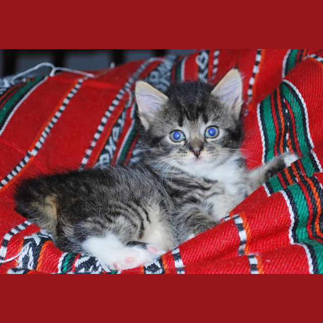 Photo of Matilda