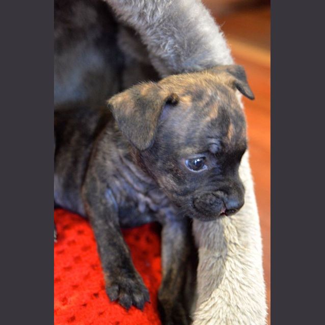 Photo of Puppy Poppy (Pend Adopt 17/1/15)~ Staffy X