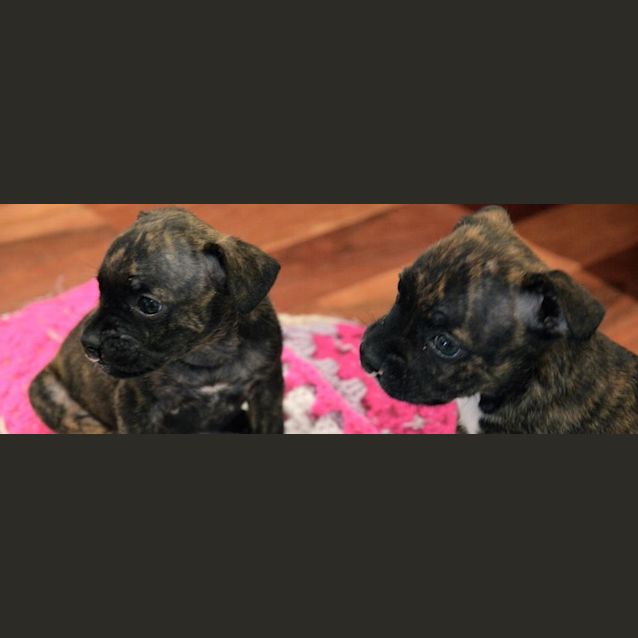 Photo of Puppy Poppy (Pend Adopt 17/1/15)~ Staffy X