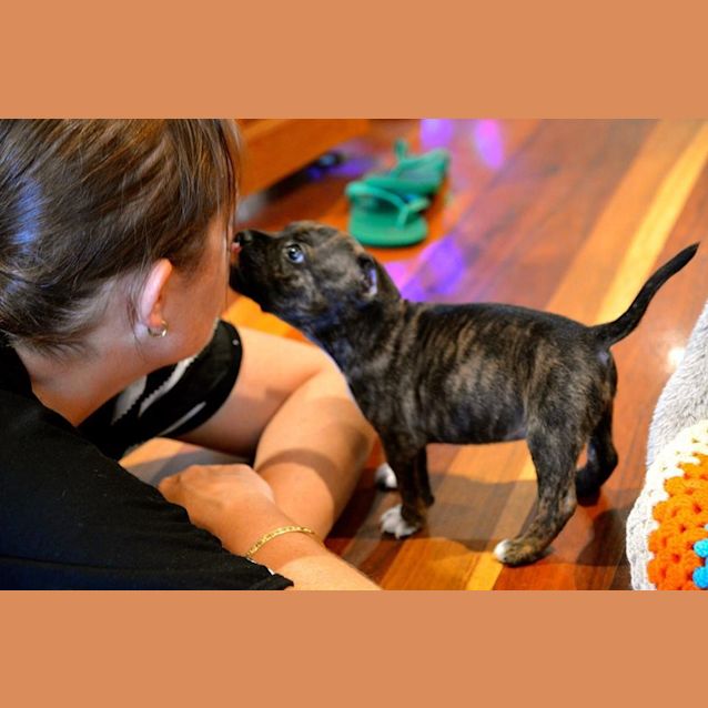 Photo of Puppy Willow (Pending Adopt 17/1/15)~ Staffy X