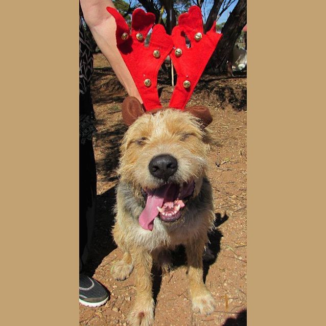 Photo of Bullet (Formerly Shotdog)