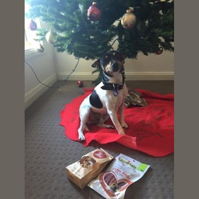 Photo of Rox (On Trial 11/1/15)~ Male Fox Terrier