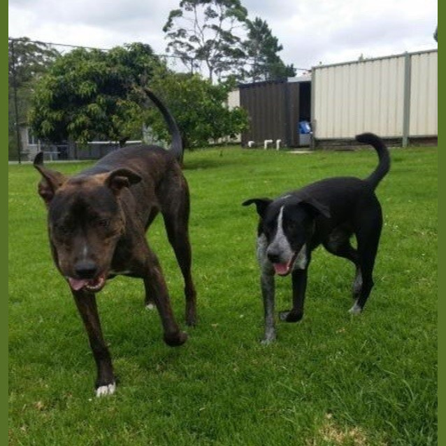 Photo of Ziggy ~ On Trial 16/1/2015