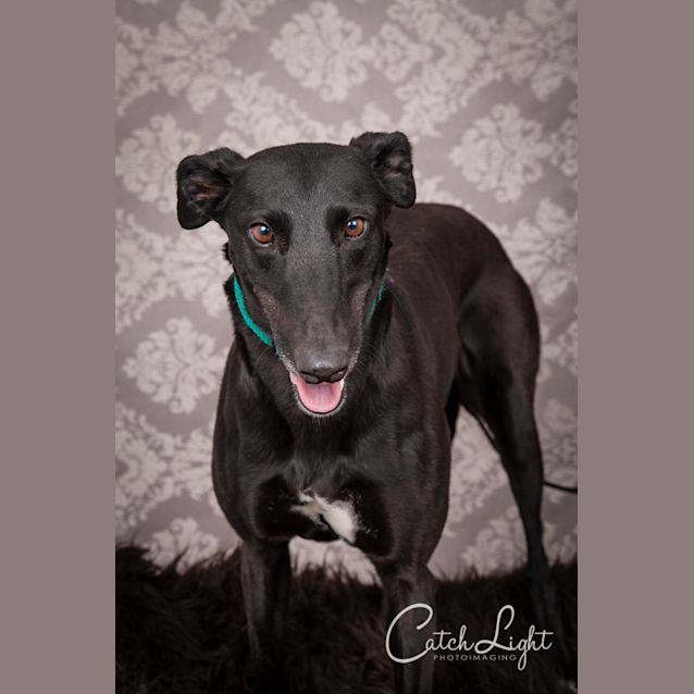 Photo of Blackie (On Trial)