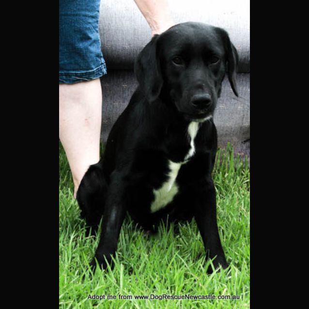 Photo of Bruce (Trial 28/12/14)~ Spaniel X Bc X Labrador