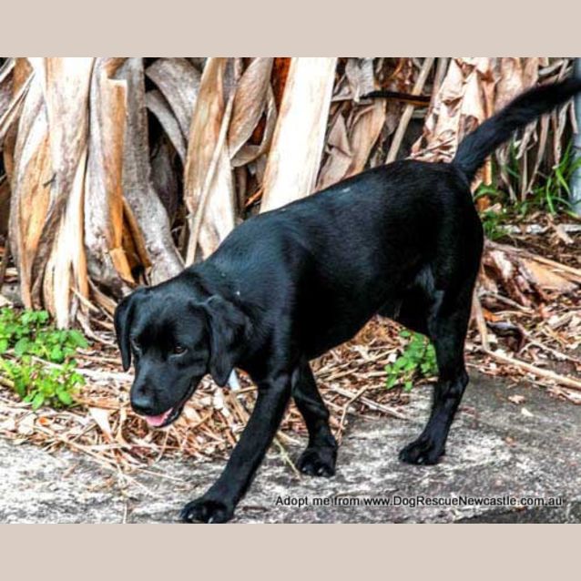 Photo of Bruce (Trial 28/12/14)~ Spaniel X Bc X Labrador