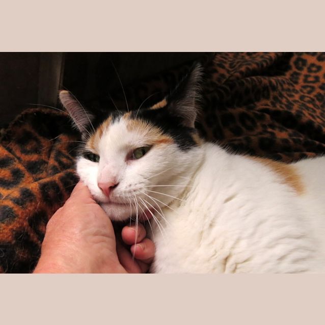 Photo of "Checkers" $49   Purrfect Match