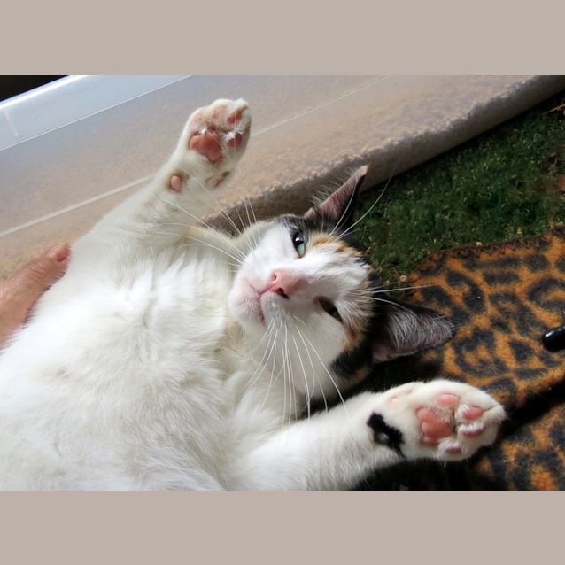 Photo of "Checkers" $49   Purrfect Match