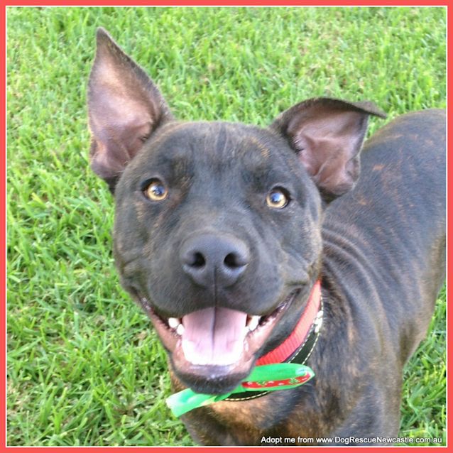 Photo of Harry (On Trial 3/1/15) ~ 6 Month Old Staffy