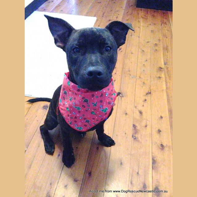 Photo of Harry (On Trial 3/1/15) ~ 6 Month Old Staffy
