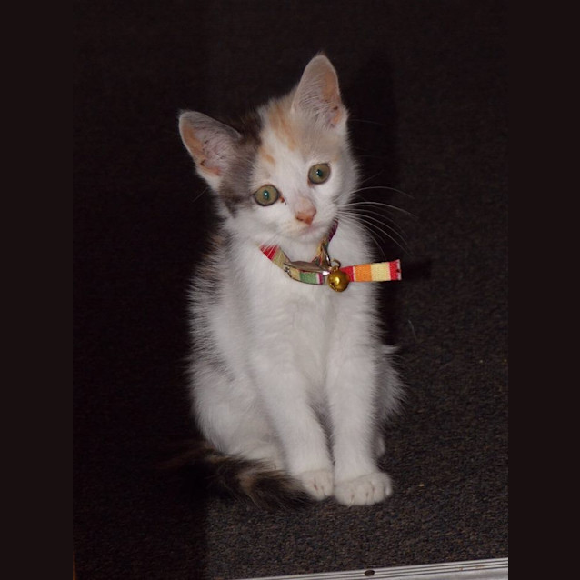 Photo of Curio