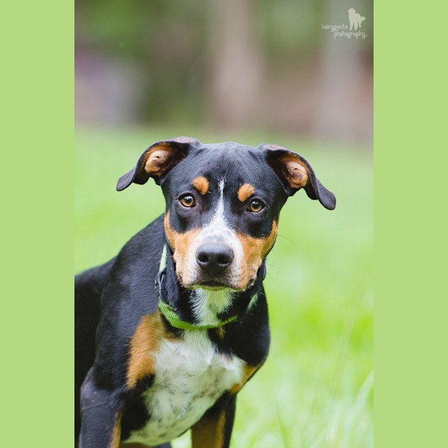 Photo of Snickers