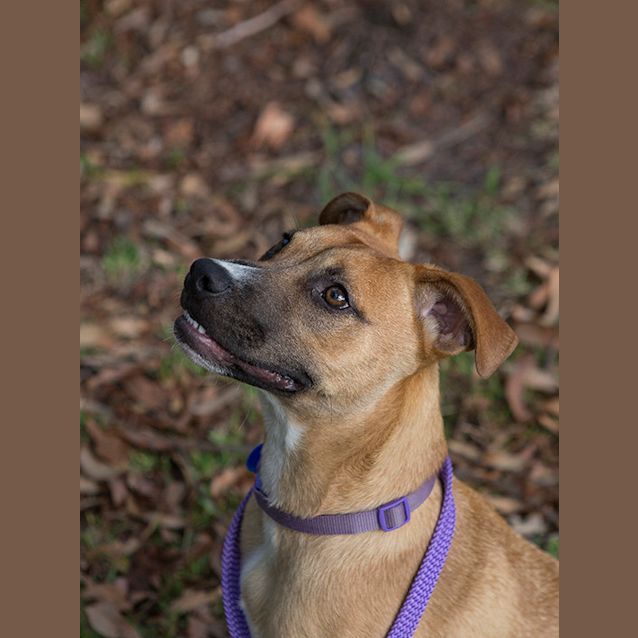 Photo of Buster ~ Adopted 25/1/15 By Carer