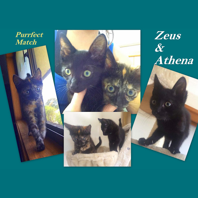 Photo of "Zeus ( And Athena)" Purrfect Match