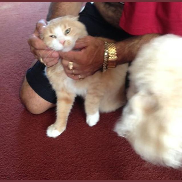Photo of "Prince Of York"   Purrfect Match