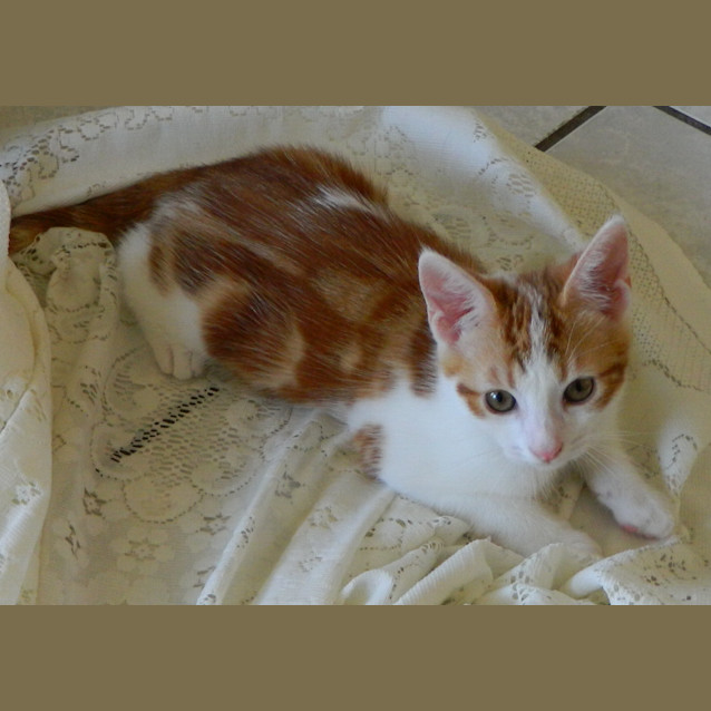 Photo of "Ollie"   Purrfect Match