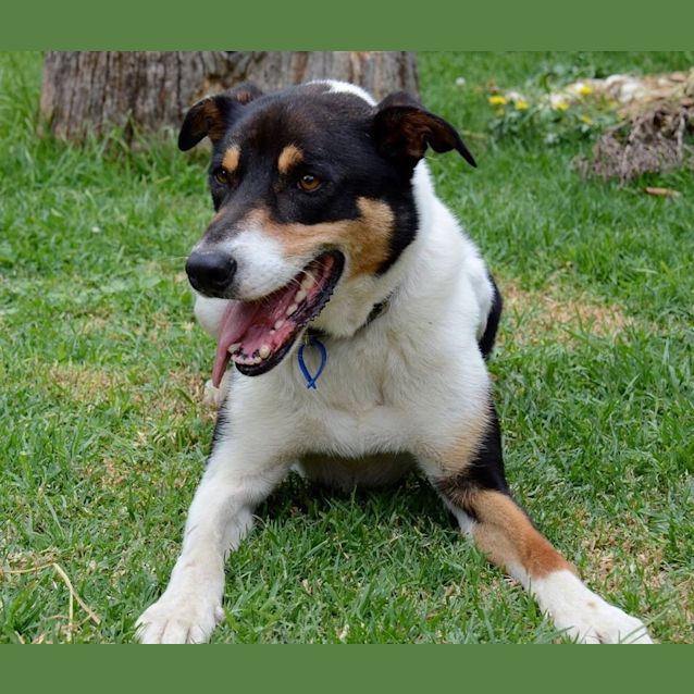 Photo of Max  Lovely And Loyal 