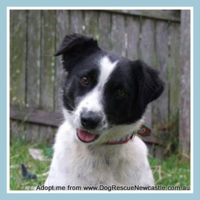 Photo of Bj (On Trial 20/1/15) Jack Russell Terrier X