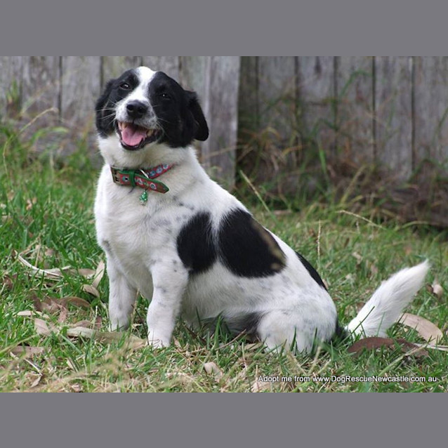 Photo of Bj (On Trial 20/1/15) Jack Russell Terrier X