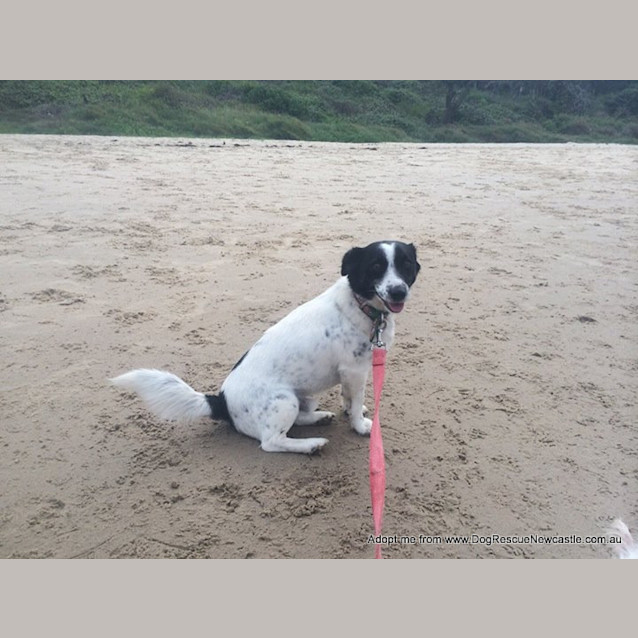 Photo of Bj (On Trial 20/1/15) Jack Russell Terrier X