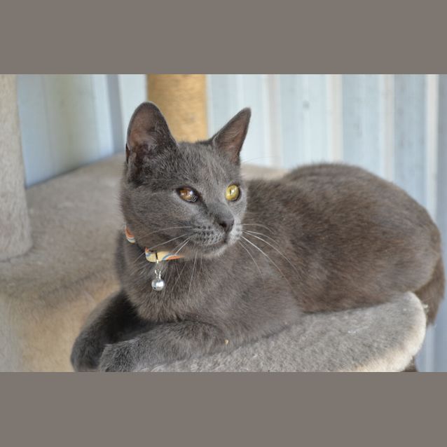 Photo of Smokey