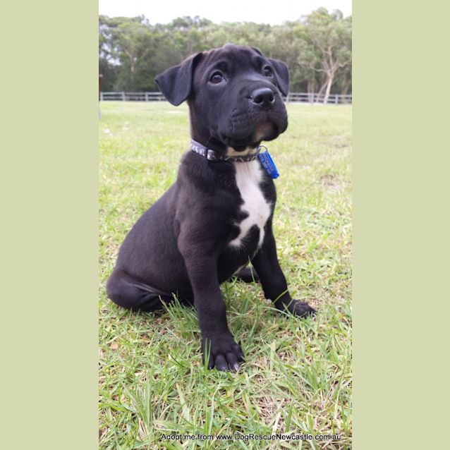 Photo of Saboo (On Trial 1/1/15)~ Labrador X Mastiff
