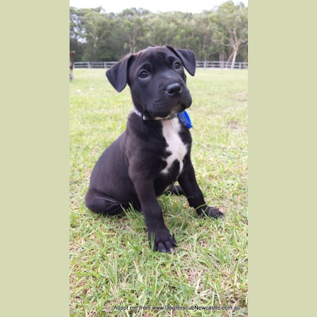 Photo of Saboo (On Trial 1/1/15)~ Labrador X Mastiff
