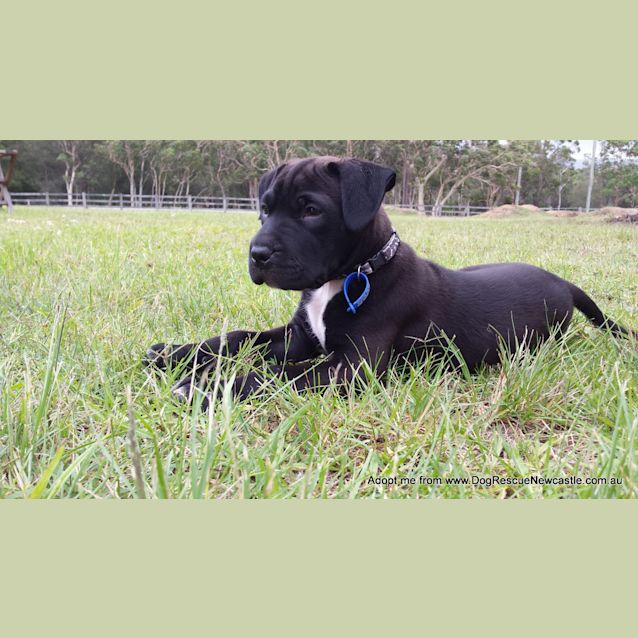 Photo of Saboo (On Trial 1/1/15)~ Labrador X Mastiff