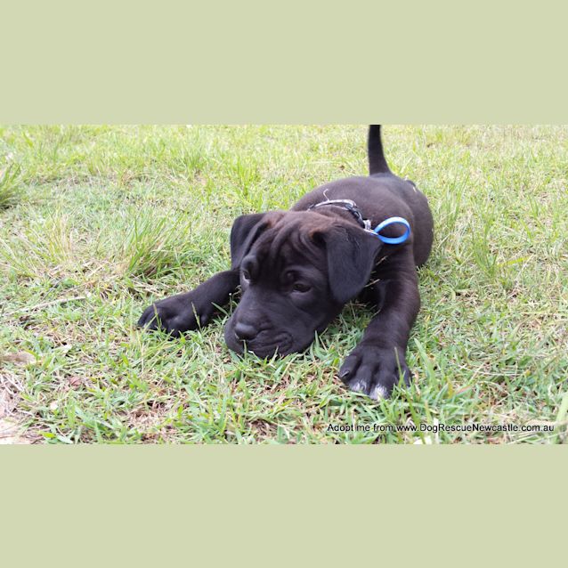 Photo of Saboo (On Trial 1/1/15)~ Labrador X Mastiff