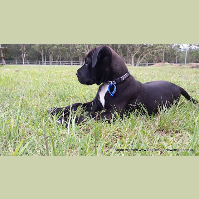 Photo of Saboo (On Trial 1/1/15)~ Labrador X Mastiff