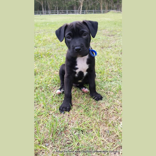 Photo of Saboo (On Trial 1/1/15)~ Labrador X Mastiff